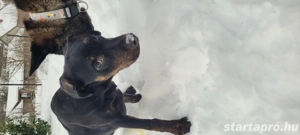 Abu Dhabi kutyus gazdira vár - kép 6