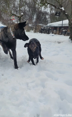 Abu Dhabi kutyus gazdira vár - kép 2