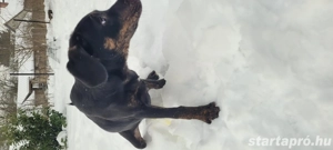 Abu Dhabi kutyus gazdira vár - kép 5