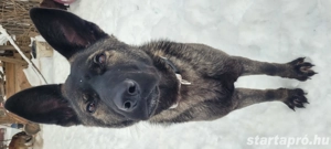 Abu Dhabi kutyus gazdira vár - kép 3