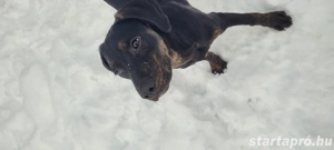 Abu Dhabi kutyus gazdira vár - kép 4