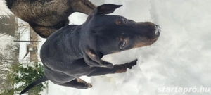 Abu Dhabi kutyus gazdira vár - kép 7