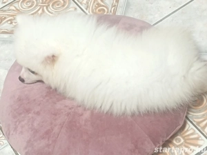 Spicc kisfiu gazdisodna, német spicc , egy szem baba van,hófehér szülőktől.. hófehér kölyök  - kép 2