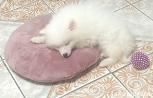 Spicc kisfiu gazdisodna, német spicc , egy szem baba van,hófehér szülőktől.. hófehér kölyök 