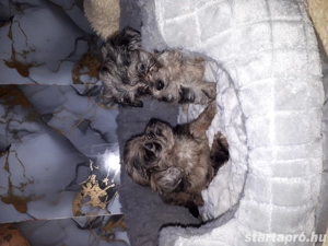 Chipoo hibrid mini kiskutyák eladóak. - kép 2