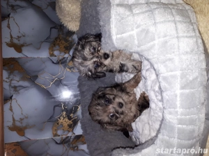 Chipoo hibrid mini kiskutyák eladóak. - kép 3