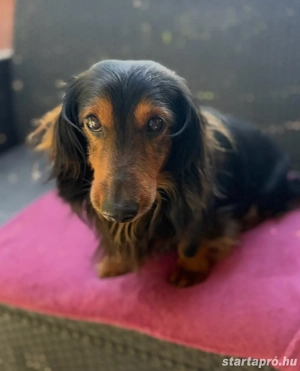 Hosszúszőrű tacskó kan