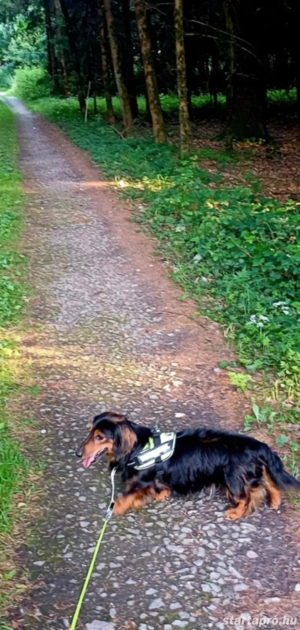 Hosszúszőrű tacskó kan - kép 2