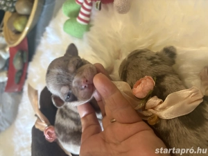 csivava kiskutyák - kép 4