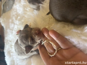 csivava kiskutyák - kép 2