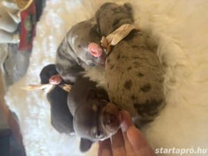 csivava kiskutyák - kép 5