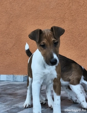 Foxterrier kan kiskuyák eladók - kép 2