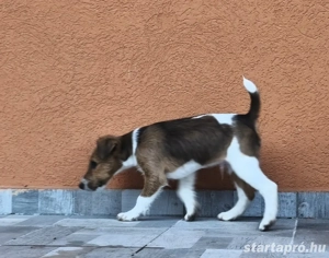 Foxterrier kan kiskuyák eladók - kép 3