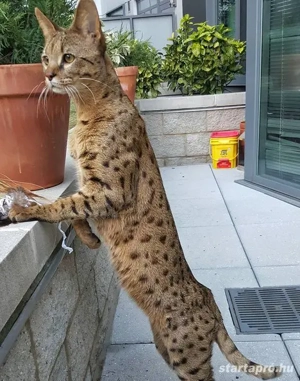 Szavanna macska - kép 2