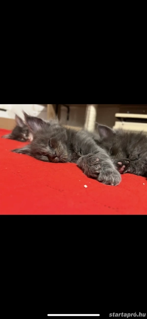 Maine Coon kiscicák költöznének!