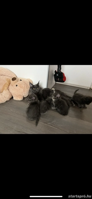 Maine Coon kiscicák költöznének! - kép 2
