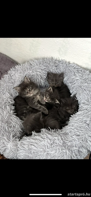Maine Coon kiscicák költöznének! - kép 3