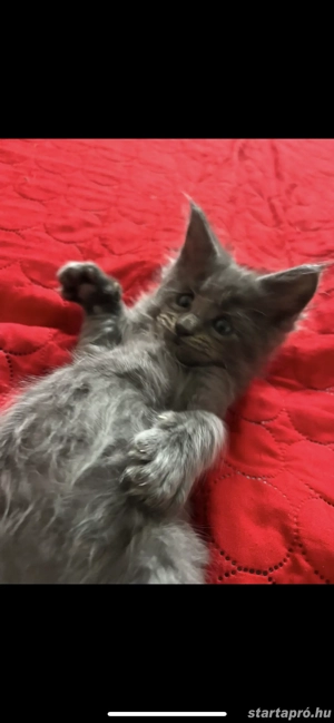 Maine Coon kiscicák költöznének! - kép 4