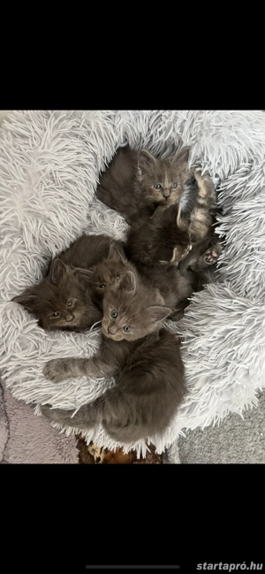 Maine Coon kiscicák költöznének! - kép 5