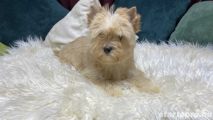 Golddust Yorkshire Terrier kiskutya eladó - kép 2