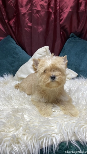 Golddust Yorkshire Terrier kiskutya eladó - kép 3