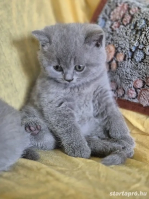 Brit kék rövid szörű gyönyörű kiscicák szerető gazdikat keresnek! - kép 3