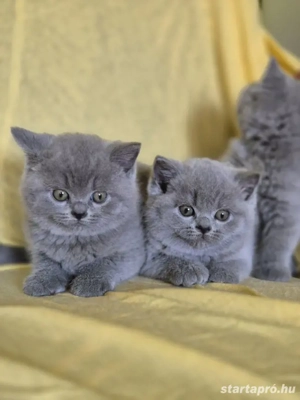 Brit kék rövid szörű gyönyörű kiscicák szerető gazdikat keresnek! - kép 2