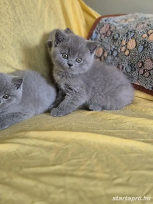Brit kék rövid szörű gyönyörű kiscicák szerető gazdikat keresnek! - kép 4