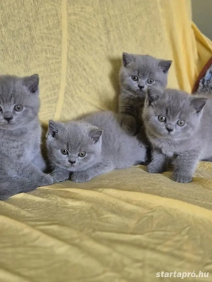 Brit kék rövid szörű gyönyörű kiscicák szerető gazdikat keresnek! - kép 5