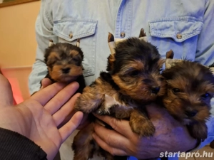 Eladó Yorkshire Terrier kiskutyusok. - kép 2