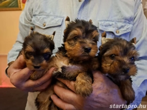 Eladó Yorkshire Terrier kiskutyusok. - kép 3