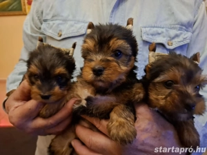 Eladó Yorkshire Terrier kiskutyusok. - kép 4