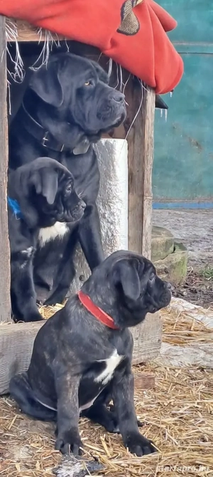 Eladó Cane Corso nőstény kiskutyák! - kép 2