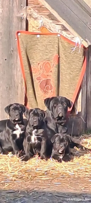 Eladó Cane Corso nőstény kiskutyák!
