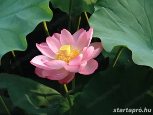 Szeretkezni szeretnék veled