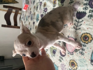 csivava kislány költözhet - kép 4