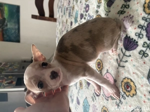 csivava kislány költözhet - kép 2