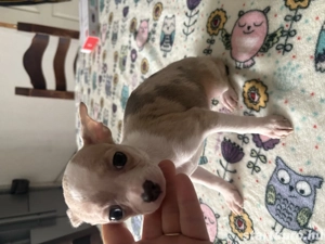 csivava kislány költözhet - kép 3