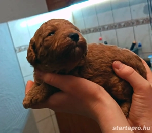 Törpe uszkár babák  - kép 2