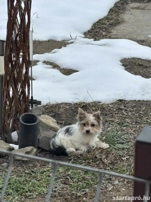Biewer mini yorki lány