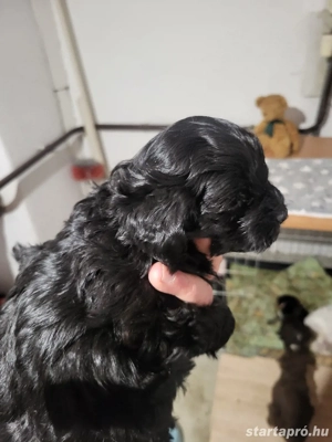 Bichon Havanase Kislány - kép 2