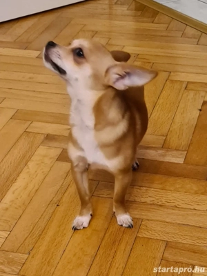 Csivava ( jellegű ) kutyababák eladósorban! - kép 2