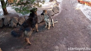 Németjuhász jellegű kiskutya - kép 2