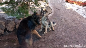 Németjuhász jellegű kiskutya - kép 3