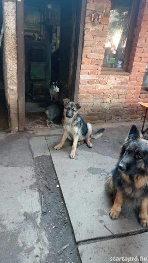 Németjuhász jellegű kiskutya - kép 4