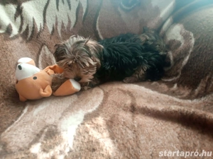 Yorkshire terrier jellegű kiskutyák - kép 2