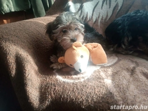 Yorkshire terrier jellegű kiskutyák - kép 3