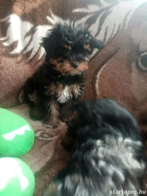 Yorkshire terrier jellegű kiskutyák - kép 6
