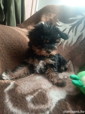 Yorkshire terrier jellegű kiskutyák - kép 5
