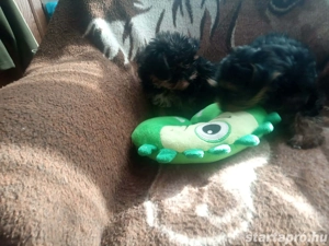 Yorkshire terrier jellegű kiskutyák - kép 4